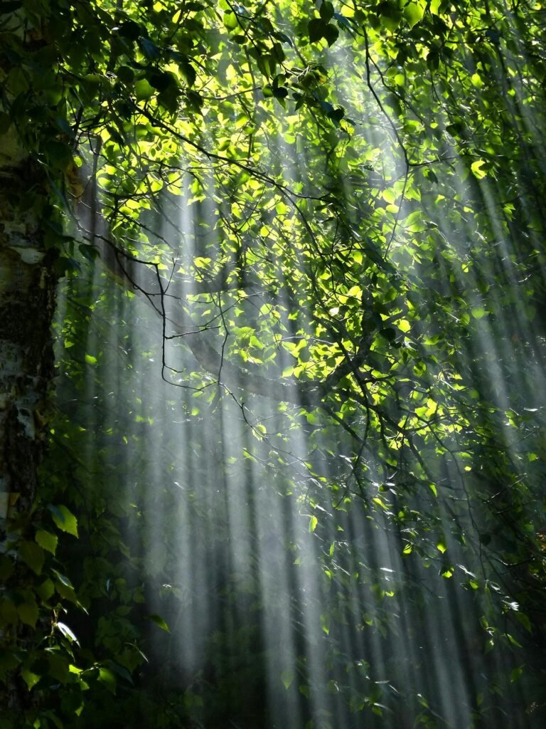 Understanding the Effects of Sunlight on Artificial Trees